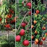 photos of Pomegranate Seeder