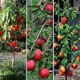 photos of Pomegranate Seeder photos of Pomegranate Seeder