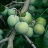 Pomegranate Seeder pictures Pomegranate Seeder pictures