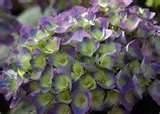 pictures of Seeders Beds pictures of Seeders Beds