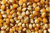 Seeds Corn images