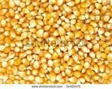 Seeds Corn images