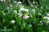 pictures of Seeders Clover