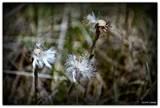 photos of What Do Seeders Do photos of What Do Seeders Do