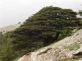 Cedars Of Lebanon photos