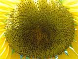 photos of Sunflower Seeds