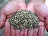 Seed Agriculture Definition images